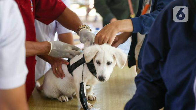 Seekor anjing saat disuntikan vaksin anti rabies secara gratis di kawasa Tebet, Jakarta, Sabtu (31/10/2020). Pemberian Vaksin Rabies gratis tersebut untuk menghindari dan mengantisipasi penyebaran penyakit rabies kepada hewan peliharaan. (Liputan6.com/Faizal Fanani)