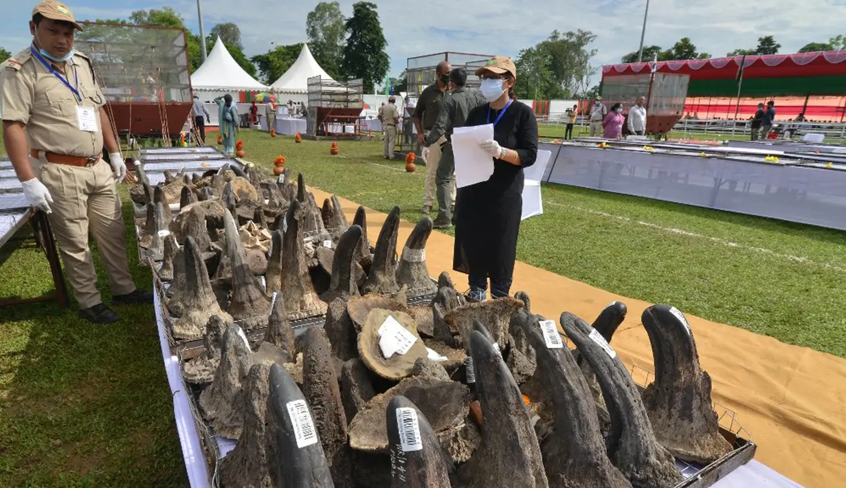 Pejabat Departemen Kehutanan Assam mengatur cula badak sitaan sebelum membakarnya pada tungku untuk menandai Hari Badak Sedunia dekat Taman Nasional Kaziranga, Bokakhat, India, 22 September 2021. Kegiatan ini untuk mematahkan mitos terkait cula dan mencegah perburuan badak. (Biju BORO/AFP)