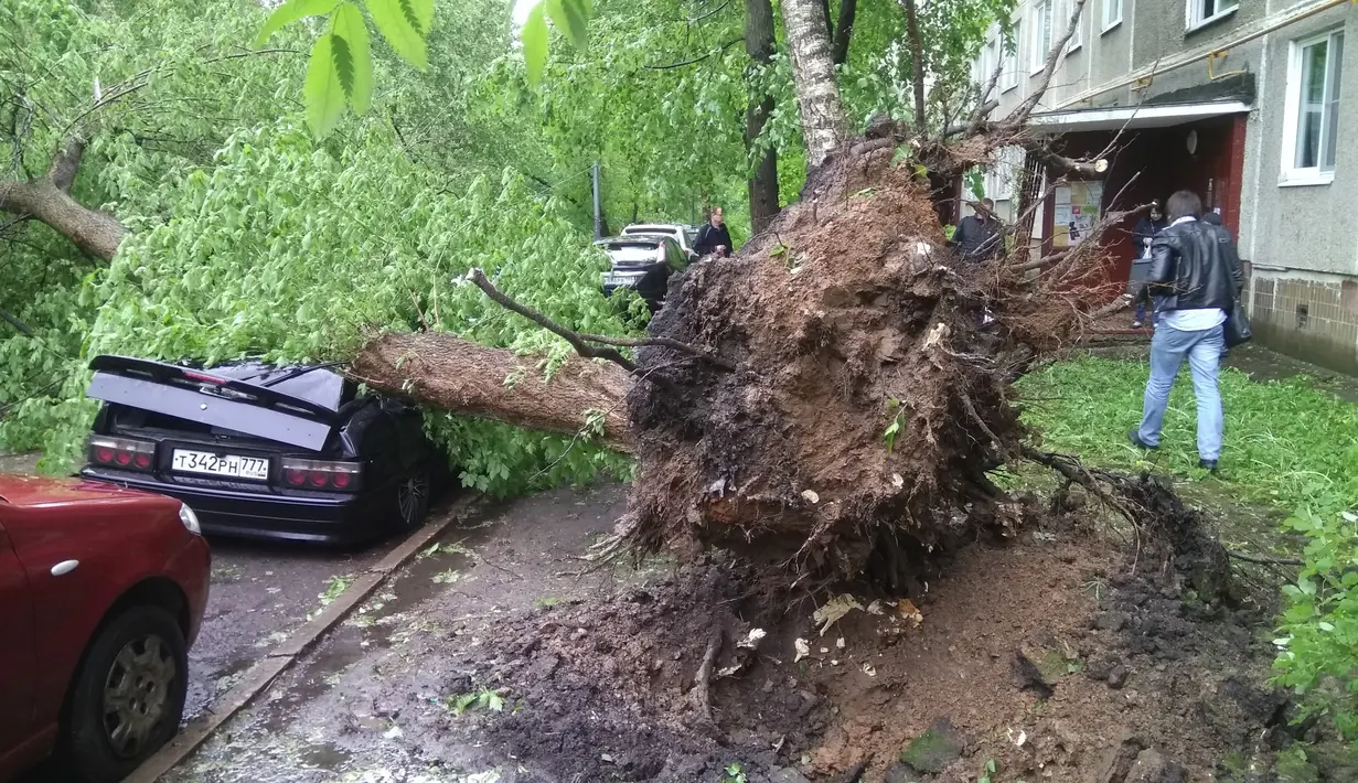 Sebuah pohon tercabut dari tanah akibat terjangan badai di Moskow, Rusia (29/5). Badai berkecepatan 110 km per jam diserta hujan es itu menyebabkan 11 orang tewas dan 69 orang terluka. (AP Photo)