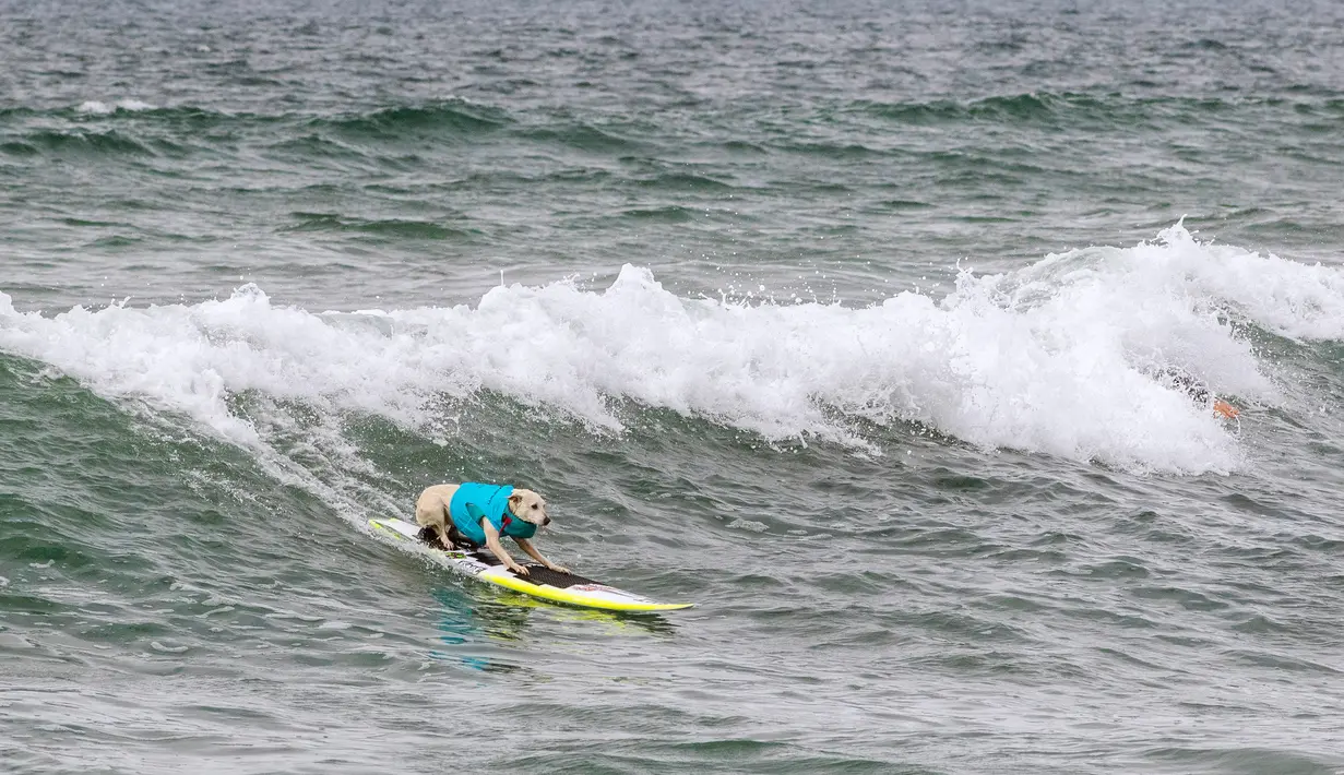 Seekor anjing, Sugar Rustan ambil bagian dalam kompetisi Surf City Surf Dog di Huntington Beach, California pada 28 September 2019. Para anjing menunjukkan keahlian mereka dengan menaklukkan ombak setinggi satu sampai tiga kaki. (Kyle Grillot / AFP)