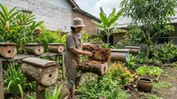 Ternak Lebah Kelulut untuk Pekarangan Rumah, Trik Panen Madu Melimpah