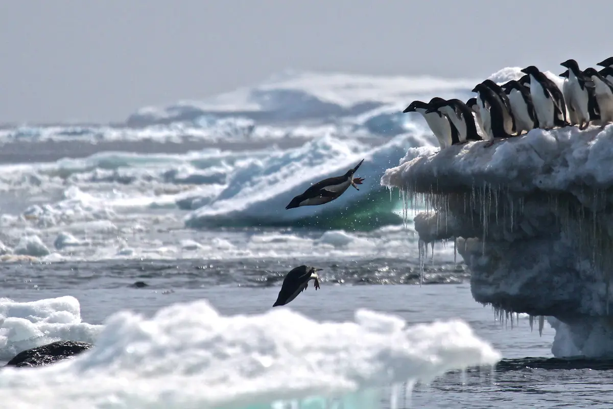 1,5 Juta Penguin Langka Ditemukan di Antartika Terpencil