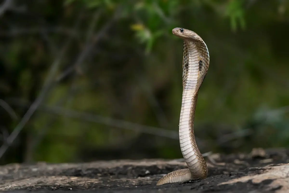 Cobra