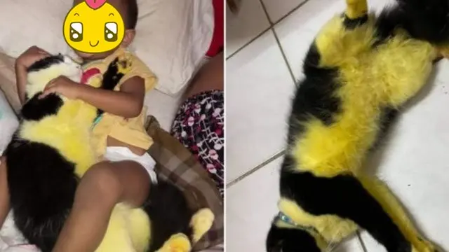 Percaya Hilangkan Kutu dengan Mandi Kunyit, Kucing Ini Malah Mirip Lebah