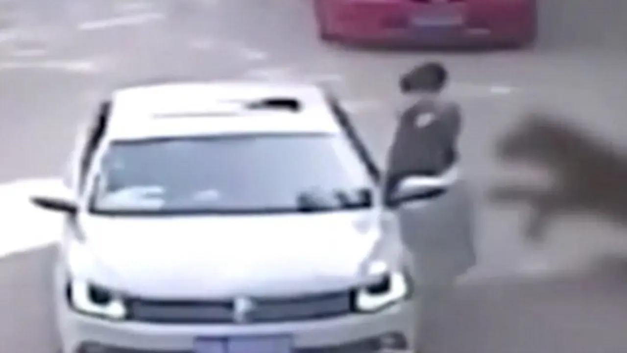 Video Mengerikan Macan Serang dan Mangsa Pengunjung Taman Safari