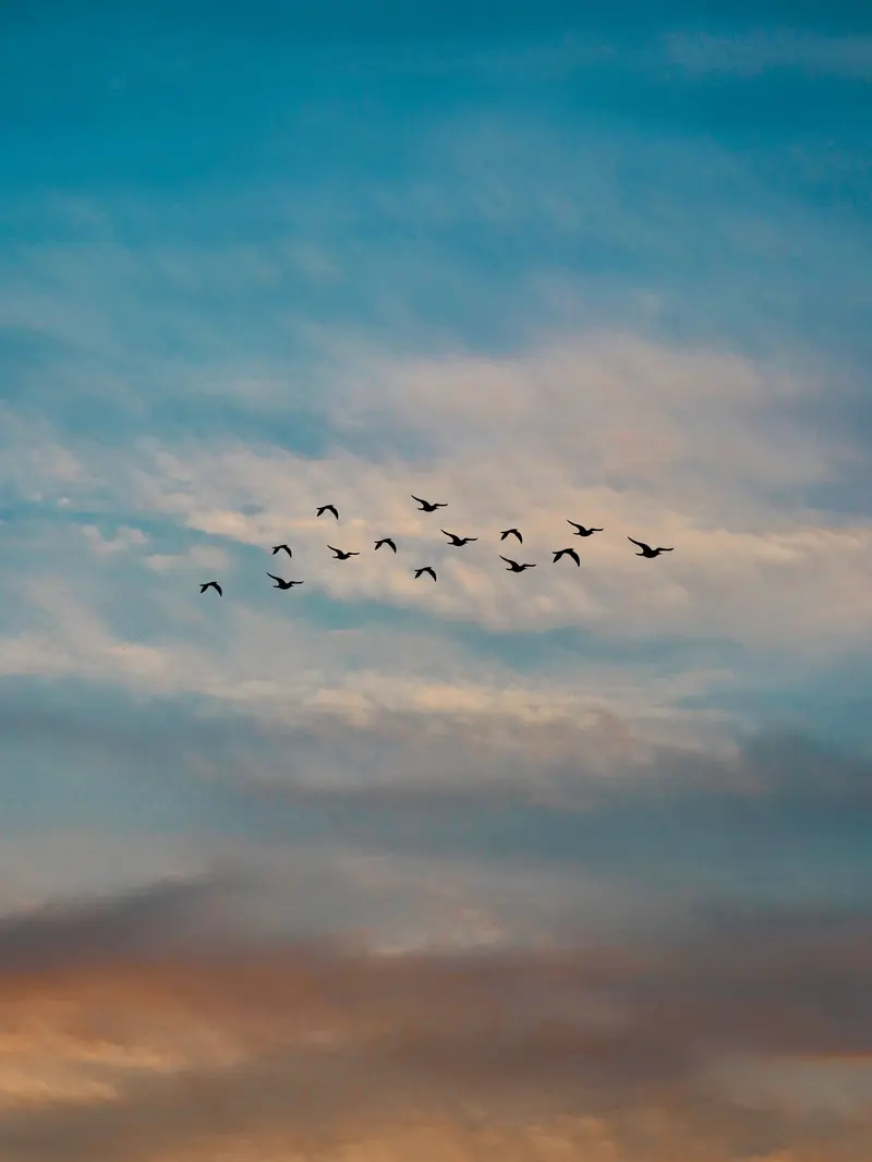 Arti Mimpi tentang Burung yang Dipercaya Banyak Orang, Ambil