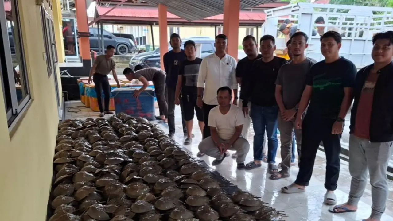 Belangkas, satwa laut dilindungi yang disita personel Polres Rokan Hilir dari perdagangan ilegal.