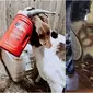 Potret hewan terjebak dalam wadah saat mencuri makanan. (Sumber: reddit/Unlikely_Bag_69 / reddit / Boredpanda)