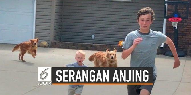 VIDEO: Lakukan Hal Ini Bila Diserang Anjing