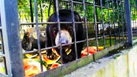 Beruang madu yang pernah diselamatkan warga dan diserahkan ke BBKSDA Riau. (Liputan6.com/M Syukur)