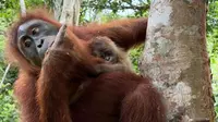 Kabar dari Hutan Jantho Jelang HUT RI ke-81, Wenda Lahirkan Bayi Orang Utan