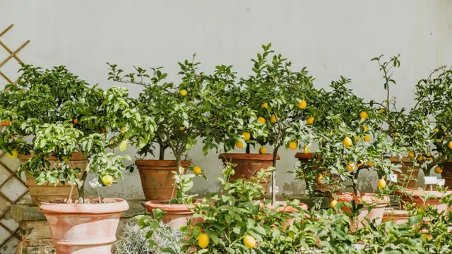 Ilustrasi Pohon Jeruk/Photo by Anita Austvika on Unsplash