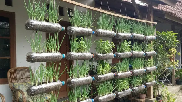 Kebun Bawang Daun dari Botol Plastik Gantung
