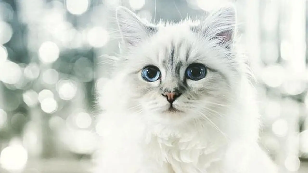 Kucing Peliharaan Ini Mampu Cetak Duit Rp 55 Miliar Setahun