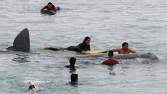 Peselancar membantu paus sperma terluka yang terdampar di perairan San Bartolo, Peru, Selasa (20/8/2019). Paus sperma muda dengan panjang sekitar empat meter tersebut terdampar sejak pagi hari. (AP Photo/Martin Mejia)