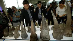 Petugas Bea cukai Thailand menyusun puluhan tanduk badak yang berhasil disita yang ditampilkan saat konferensi pers di kantor bea cukai di bandara Suvarnabhumi, Bangkok, Thailand (14/3). (AP Photo/Sakchai Lalit)
