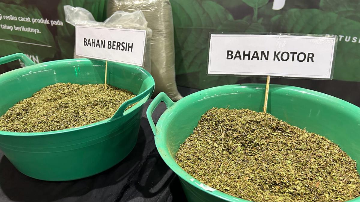 Kratom Kapuas Hulu, dari Ladang Sunyi ke Panggung Dunia