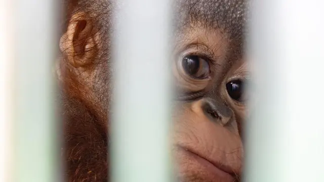 BKSDA Ketapang dan IAR Indonesia kembali menyelamatkan satu individu bayi orang utan di Ketapang. (Foto. Liputan6.com/Aceng Mukaram)