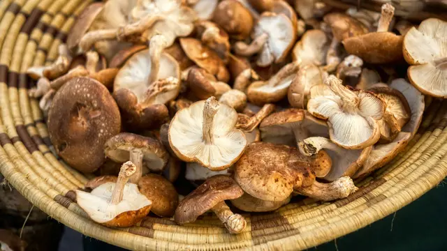 Cara Budidaya Jamur Shiitake untuk Pemula, Simpel tapi Hasil Maksimal
