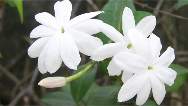 Courtesy WallpaperSwala