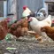 Cara Mengatasi Ayam Kampung yang Lama Tidak Bertelur, Ternyata Bukan Hanya Soal Pakan