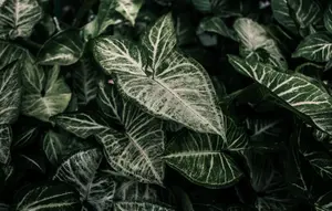 8 Tanaman Hias Daun untuk Teras Depan Rumah, Ada Monstera hingga Aglonema