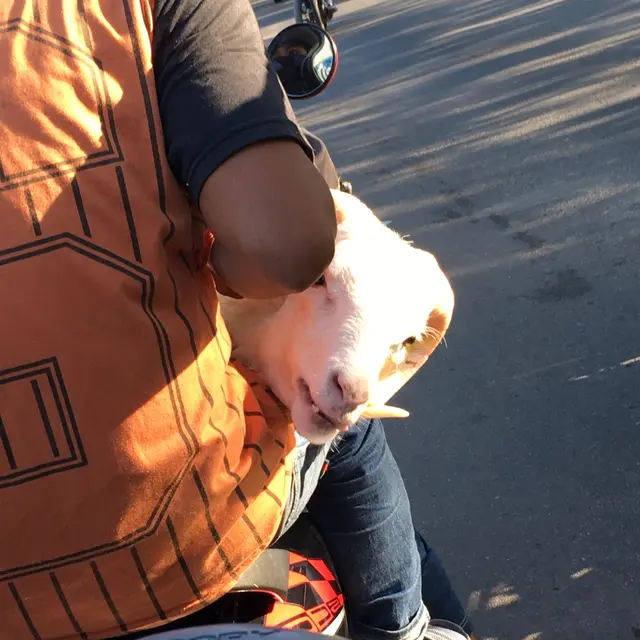 6 Potret Kocak Pengendara Motor Bawa Hewan Kurban Ini Bikin Geleng Kepala