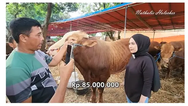 Pertama Kali Berkurban, Ini 9 Potret Nathalie Holscher Cari Hewan Kurban