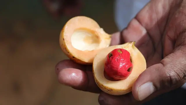 Buah pala