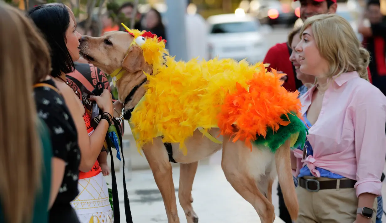Carolina Saldana (kiri) berdiri dengan anjingnya JC yang berpakaian sebagai karakter burung Heihei dalam film Disney Moana selama kontes kostum anjing Halloween tahunan di Coral Gables Museum, Coral Gables, Florida, Amerika Serikat, Kamis (31/10/2019). (AP Photo/Lynne Sladky)