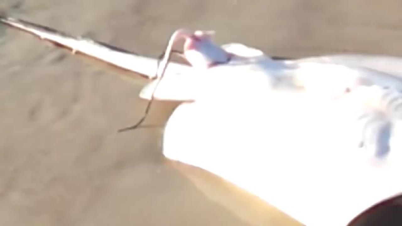 Memancing Ikan Pari Sedang Beranak 