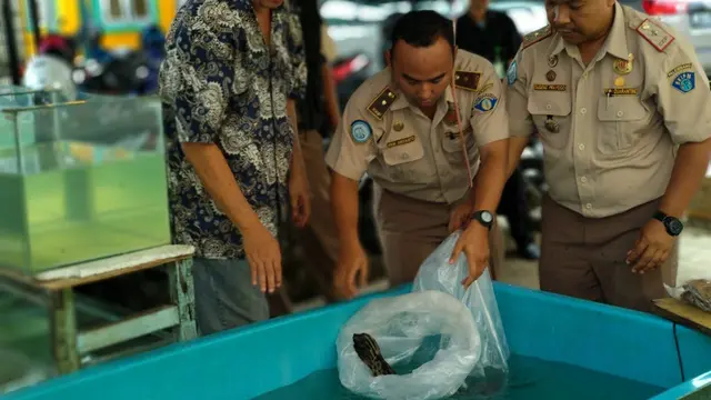 5 Ekor Ikan Aligator Dijual Bebas di Pasar Tradisional Palembang
