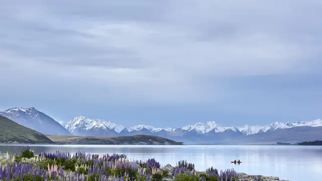 Hari Valentine di New Zealand