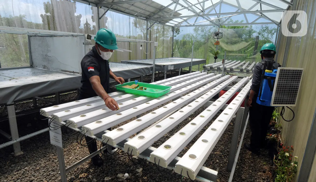 Pekerja merawat dan menyiram tanaman dengan sumber energi dari solar cell di Pembangkit Listrik Tenga Surya (PLTS) 1 MWp, Bangli, Bali, Selasa (31/8/2021). Selain menjual listrik ke PLN, PLTS ini mengembangkan sistem pertanian hidroponik dengan sumber listrik tenaga surya. (merdeka.com/Arie Basuki)