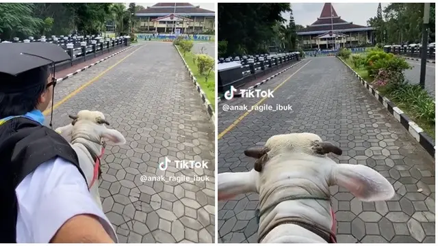 Viral Pria Pergi ke Acara Wisuda Naik Sapi, Beda dari Wisudawan Lainnya