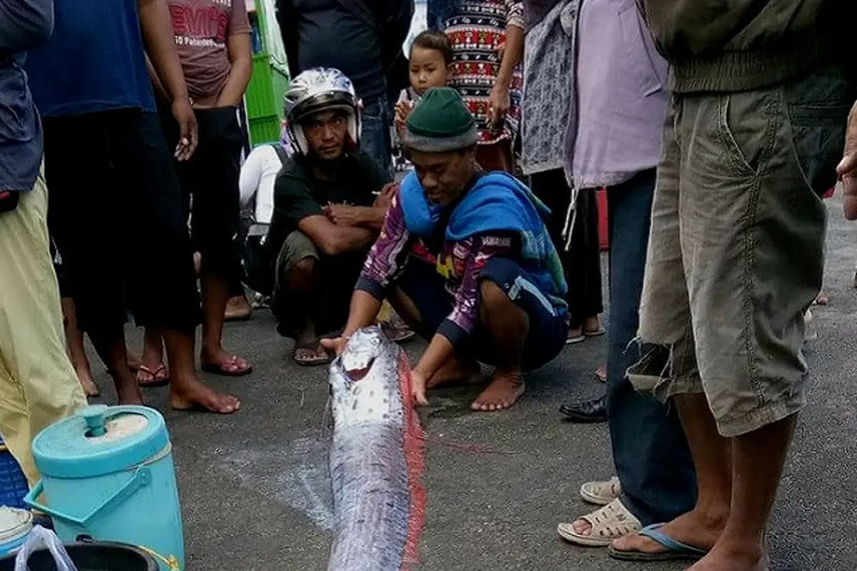 Nasib Ikan Mitos Pertanda Gempa yang Hebohkan Tempat Pelelangan