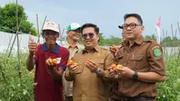 Siap Jadi Lumbung Pangan IKN, Pemkab Kukar Bakal Gelontorkan Anggaran Senilai Rp700 Miliar di Sektor Pertanian/Istimewa.