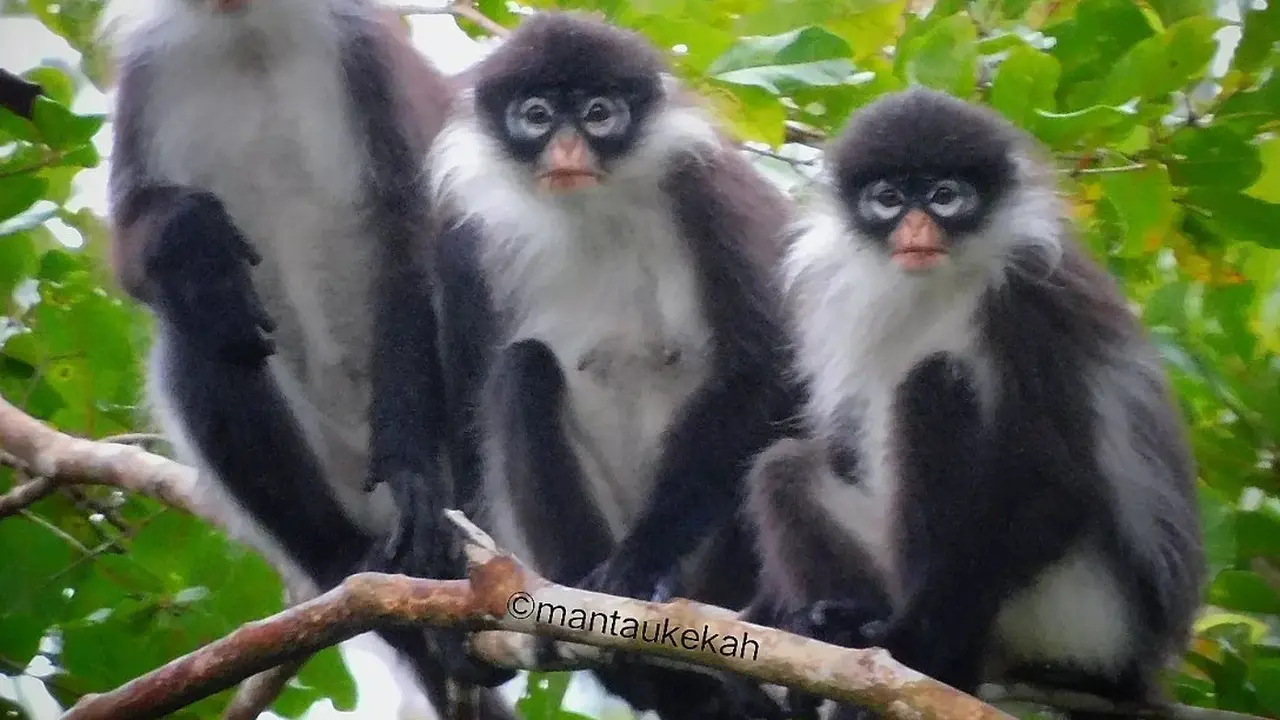 Berpacu dengan Waktu, Ahdiani dan Kawan Upayakan Konservasi Agar Kekah Tak Punah