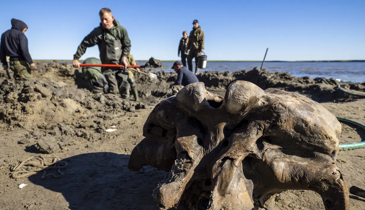 Sejumlah orang mencari tulang mammoth di Danau Pechevalavato, Yamalo-Nenets, Rusia, Rabu (22/7/2020). Para penggembala rusa lokal menemukan fragmen kerangka mammoth di Danau Pechevalavato. (Artem Cheremisov/Governor of Yamalo-Nenets region of Russia Press Office via AP)