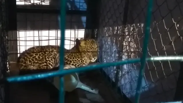 Nasib Macan Tutul Jawa yang Sembunyi di Kolong Rumah Warga