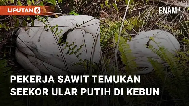 Kejadian tidak terduga dialami oleh beberapa pekerja sawit ketika sedang di kebun