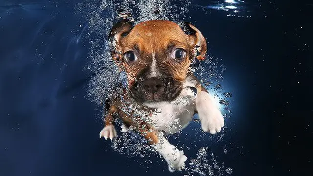 Potret Anak Anjing Lucu Belajar Berenang Mencuri Hati