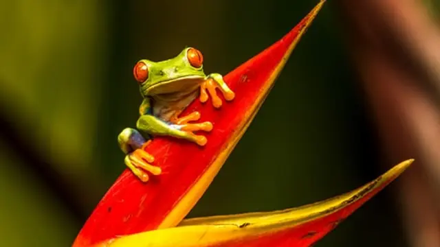 Ilustrasi katak