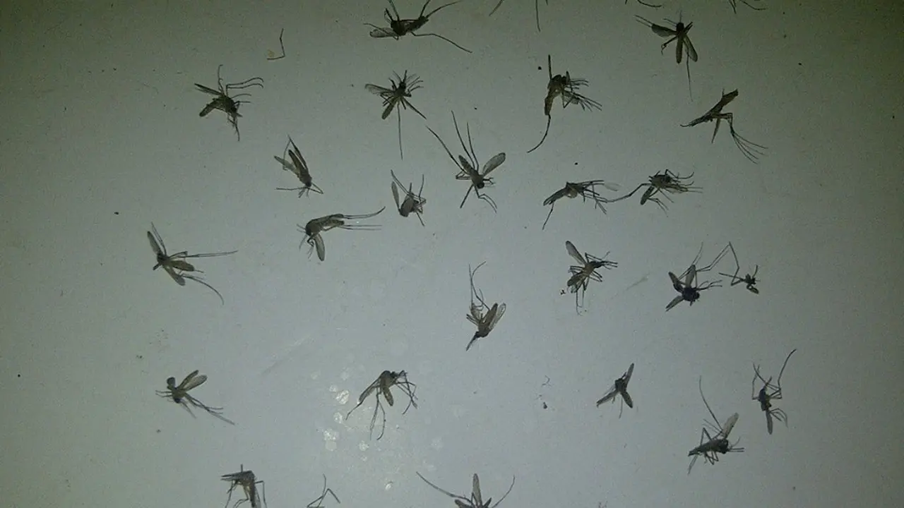 Kreatif Banget! 6 Kisah Ini Diceritakan Lewat Bangkai Nyamuk