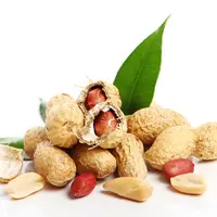 Ilustrasi Kacang Tanah. Photo copyright by Freepik