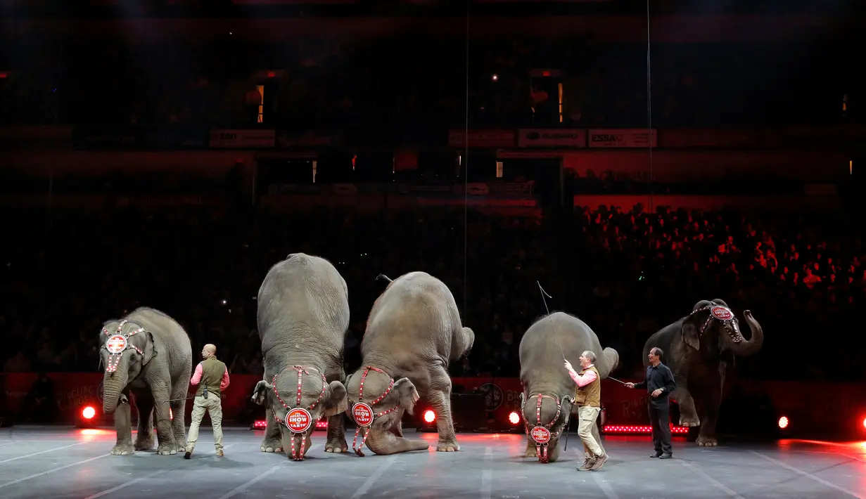 Sejumlah gajah melakukan aksi dengan mengangkat kedua kaki belakangnya selama Ringling Bros dan Barnum & Bailey Circus ' " Circus Ekstrim " di Casey Plaza, Pennsylvania , AS , 30 April 2016. (REUTERS / Andrew Kelly)