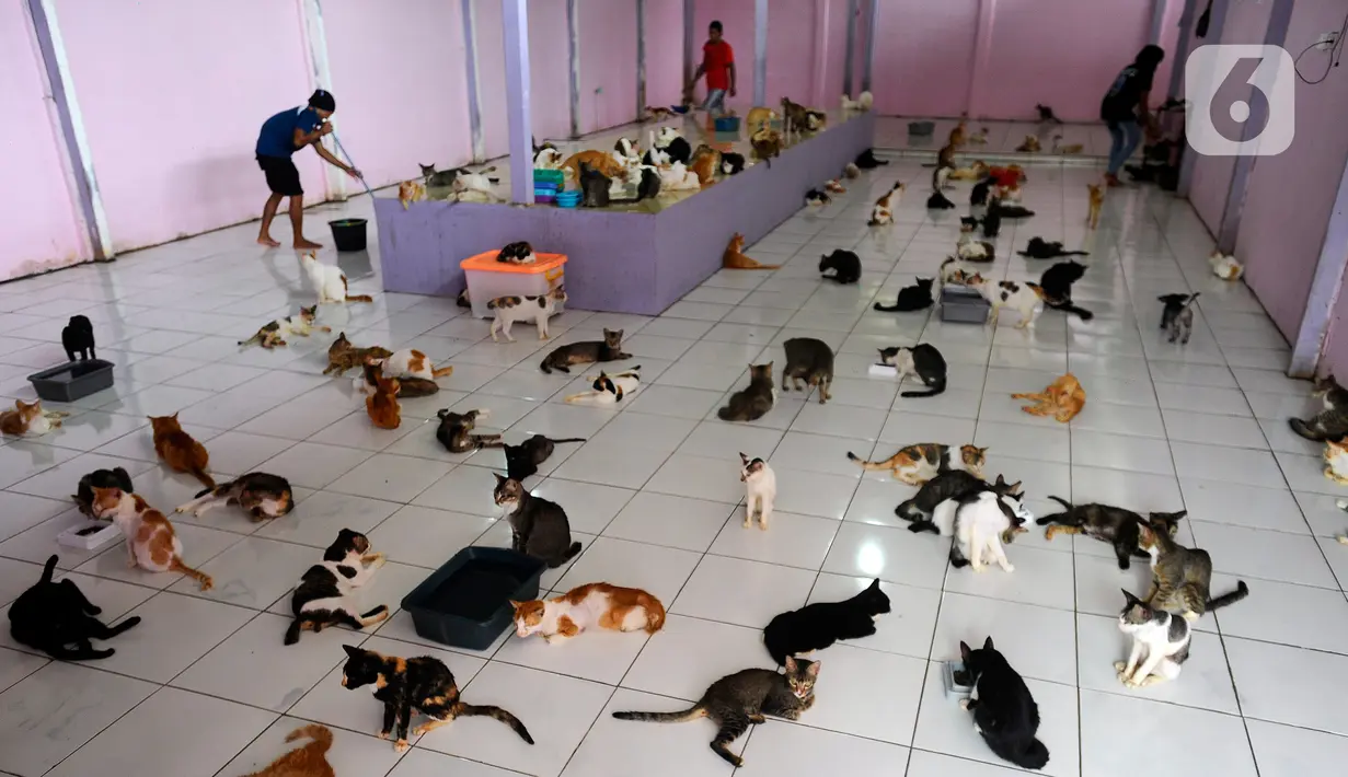 Suasana rumah penampungan kucing dan anjing terlantar Clow di kawasan Parung, Bogor, Jawa Barat, Kamis (22/9/2022). Sumber dana rumah penampungan ini berasal dari kocek pribadi, donasi, dan para anggota pecinta kucing. (merdeka.com/Arie Basuki)