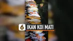 IKAN KOI