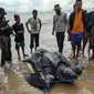 Foto: Petugas BBKSDA NTT bersama nelayan saat menyelamatkan penyu jenis belimbing yang terjerat pukat (Liputan6.com/Ola Keda)