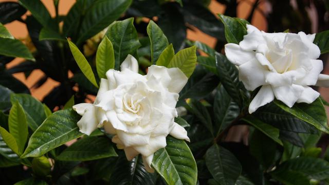 5 Tanaman Hias Dengan Aroma Khas Pengharum Ruangan Alami Hot Liputan6 Com